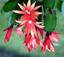 CACTUS de Paques